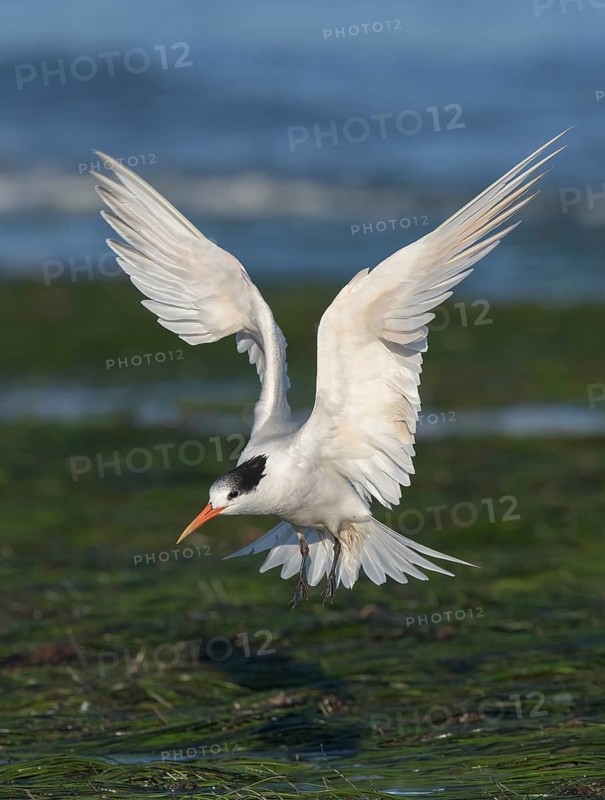 Elegant Tern (Thalasseus elegans) flying, California, USA