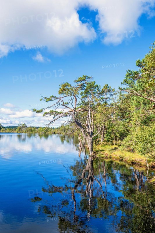 Lake with pine trees on the lakeshore and water reflections in the wilderness a sunny summer day