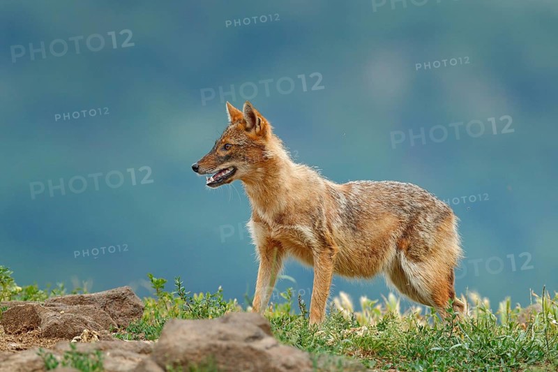 Golden jackal, Canis aureus, in grass and srtone, Romania, Europe. Wildlife from Balkan. Open muzzle, wild dog behaviour scene from nature