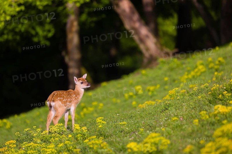 One young Manchurian sika deer or Dybowski's sika deer (Cervus nippon mantchuricus or Cervus nippon dybowskii) stands on a meadow on hilly ground