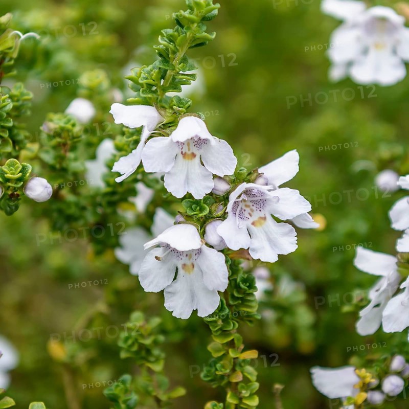 Australian mint (Prostanthera cuneata), Overbeck's Garden, Great Britain