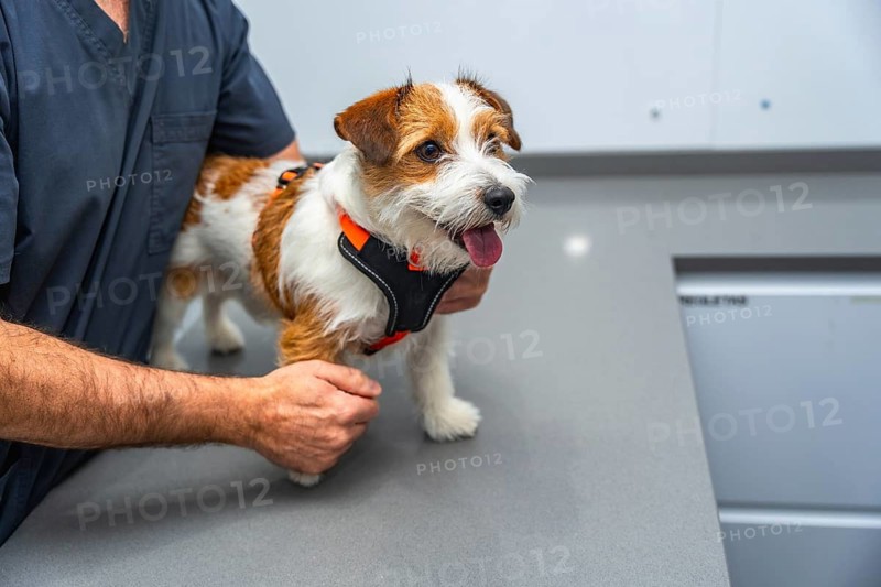 Veterinarian examining a playful jack russell terrier puppy on a clean table in a modern veterinary clinic, ensuring health and wellness