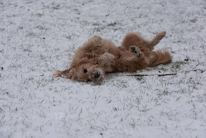 Dog playing in the snow and rolling on the ground, Germany