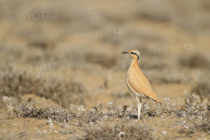 Cream-colored Courser (Cursorius cursor), Lanzarote, Spain