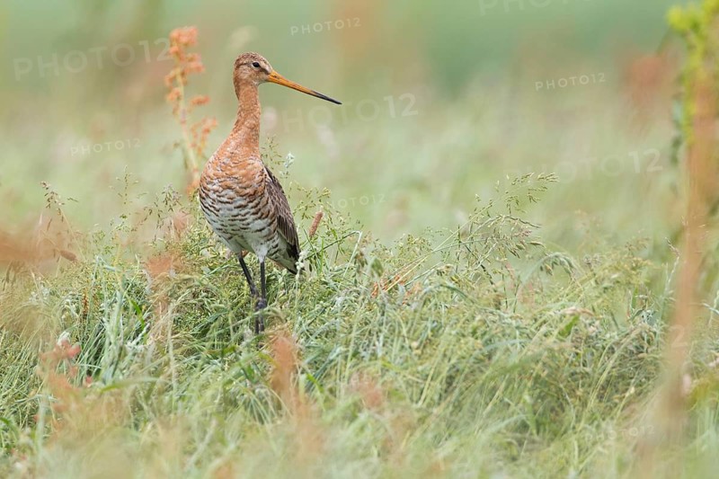 Black-tailed Godwit (Limosa limosa) male flying, Texel, Netherlands