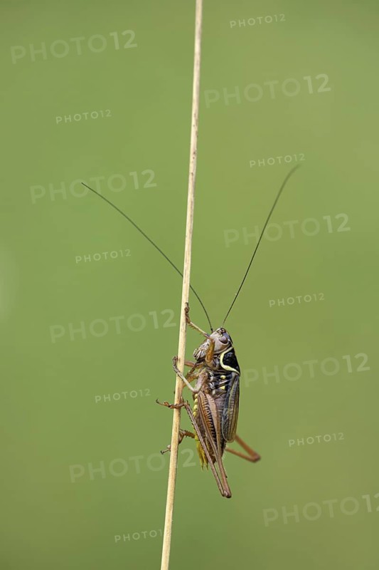 Greppelsprinkhaan; Roesel's bush-cricket; Metrioptera roeselii