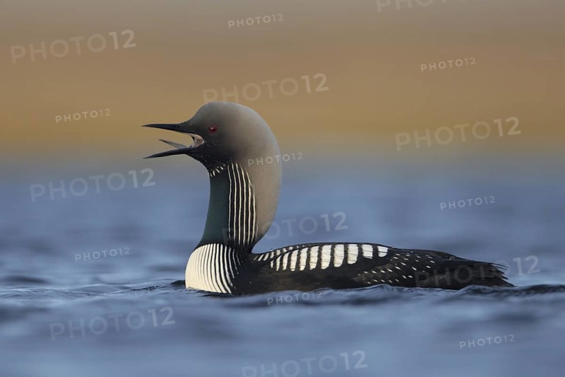 Pacific Loon (Gavia pacifica), Alaska, USA