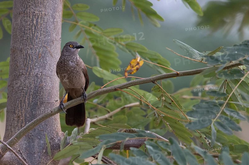Brown Babbler (Turdoides plebejus) perched on a branch, Semuliki National Park, Uganda