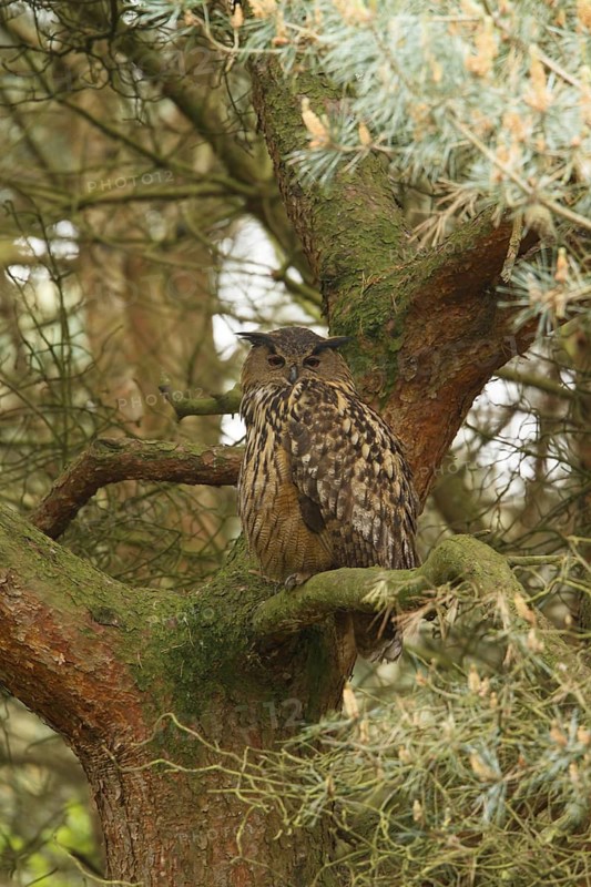 Eurasian Eagle-Owl (Bubo bubo), Limburg, Netherlands