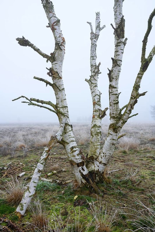 Birches in winter Rehdener Geestmoor in fog, Diepholzer Moorniederung, Rehden, Lower Saxony, Germany