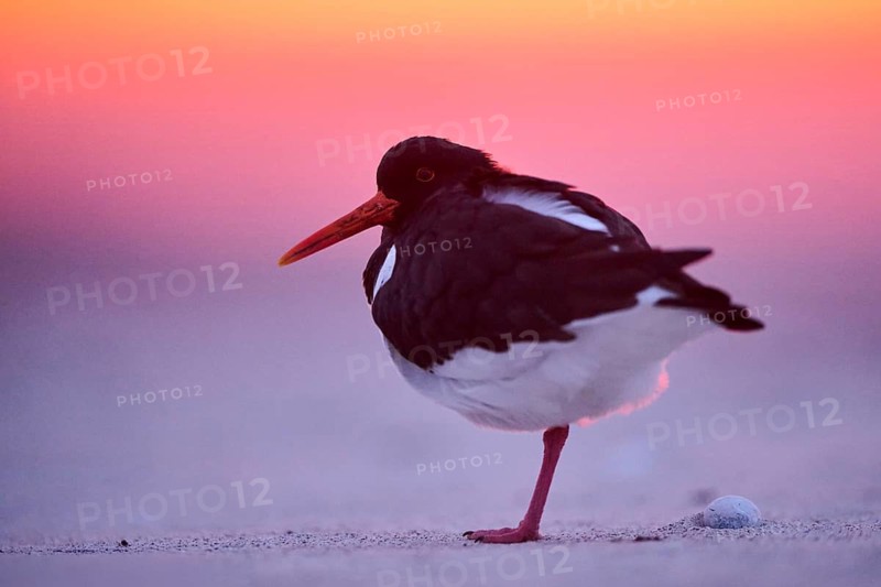 Eurasian oystercatcher (Haematopus ostralegus) on the beach at sunset, Düne, Helgoland, Schleswig-Holstein, Germany