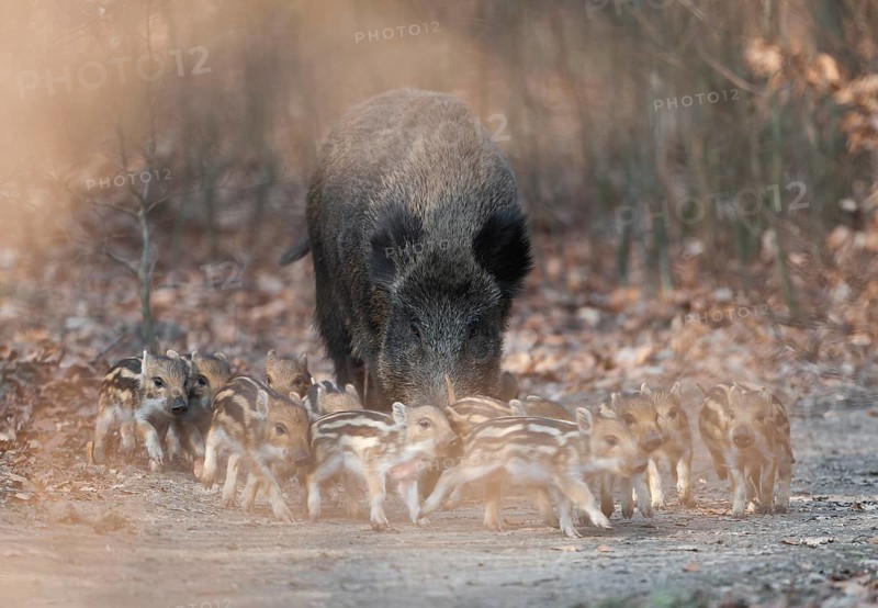 Wild boar, wild boar (Sus scrofa), a wild boar with young boars running along a forest path, Germany
