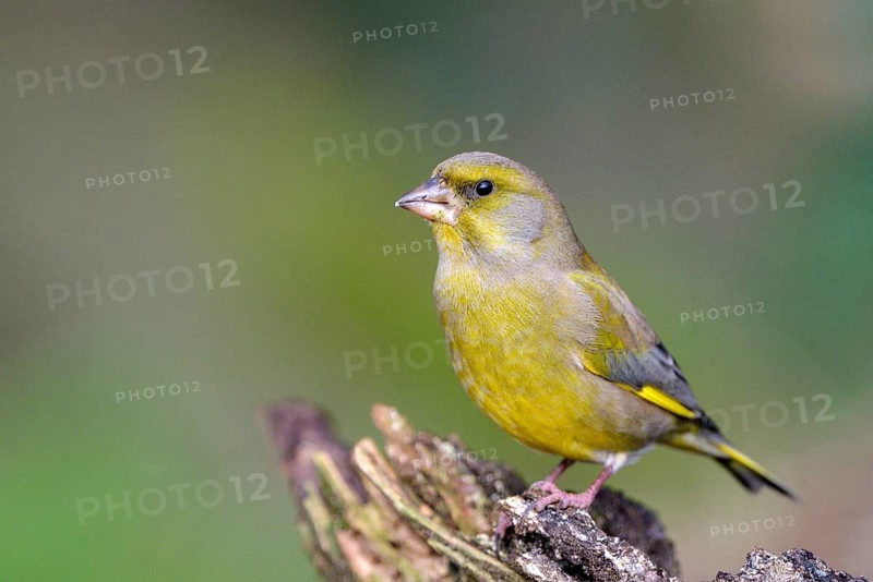 Gruenfink (Chloris chloris), Greenfinch, Altvogel, Maennchen, Dezember, NSG Dingdener Heide, Nordrhein-Westfalen, Deutschland