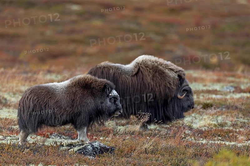 A musk ox bull (Ovibos moschatus) and a calf watch the other animals in the group attentively, baby animals, autumn, autumn landscape, Ruska, tundra landscape, September, Norway