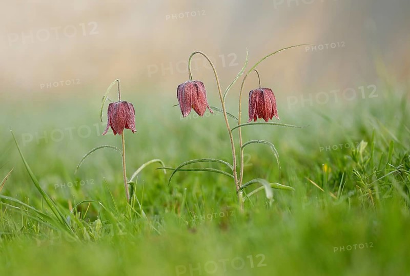 Kievitsbloemen, Snake's Head Fritillary, Fritillaria meleagris