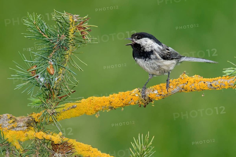 Black-capped Chickadee (Poecile atricapillus) singing from a lichen covered branch, British Columbia, Canada