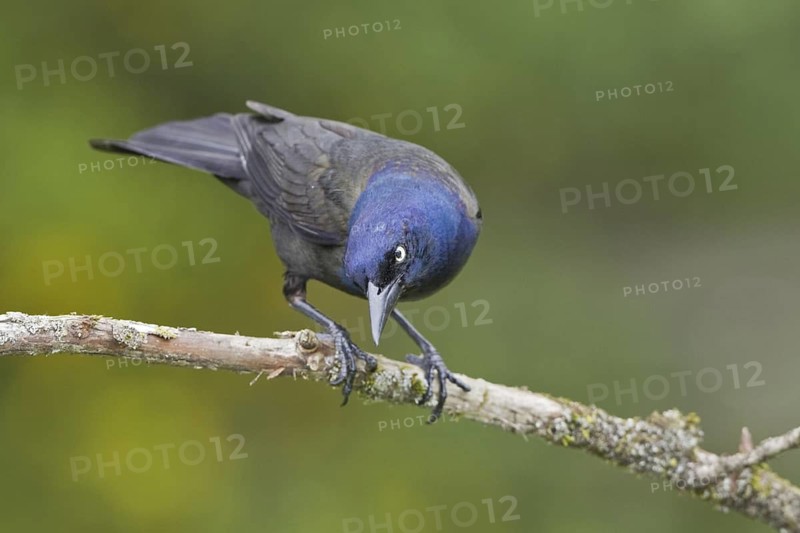 Common Grackle (Quiscalus quiscula), Ontario, Canada