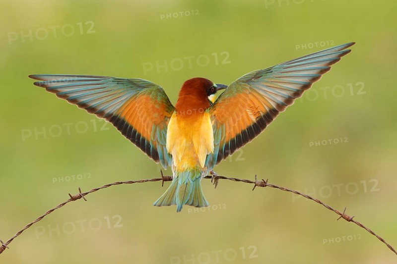 European Bee-eater (Merops apiaster), France