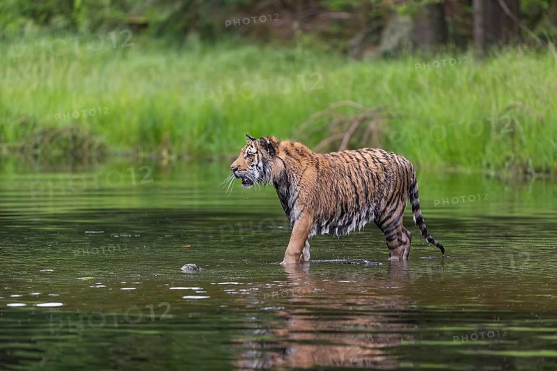 One young female Siberian Tiger, Panthera tigris altaica, running thru the shallow water of a pond with reed grass in the background