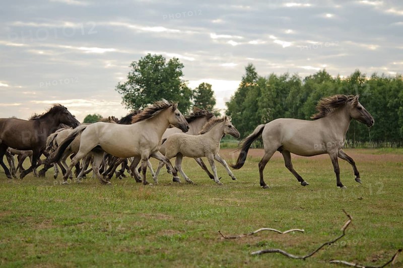 Horse (Equus) running, Poland