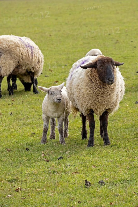 Sheep, ewe with lamb, sheep pasture, public footpath, Moreton-in-Marsh, Cotswolds, England, Great Britain
