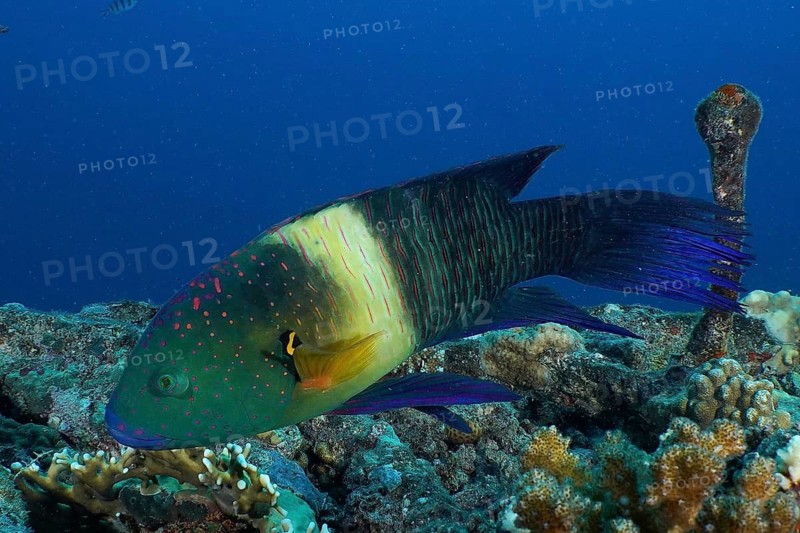 Broomtail wrasse (Cheilinus lunulatus)