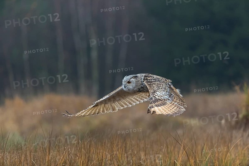One Siberian Eagle Owl (Bubo bubo sibiricus) flying over tall reed grass lakeshore on an autumnal misty cold morning