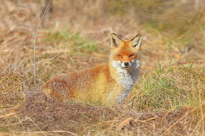 Red fox (Vulpes vulpes), adult animal sitting attentively in a meadow, winter coat, wildlife, animals, mammal, predator, Siegerland, North Rhine-Westphalia, Germany