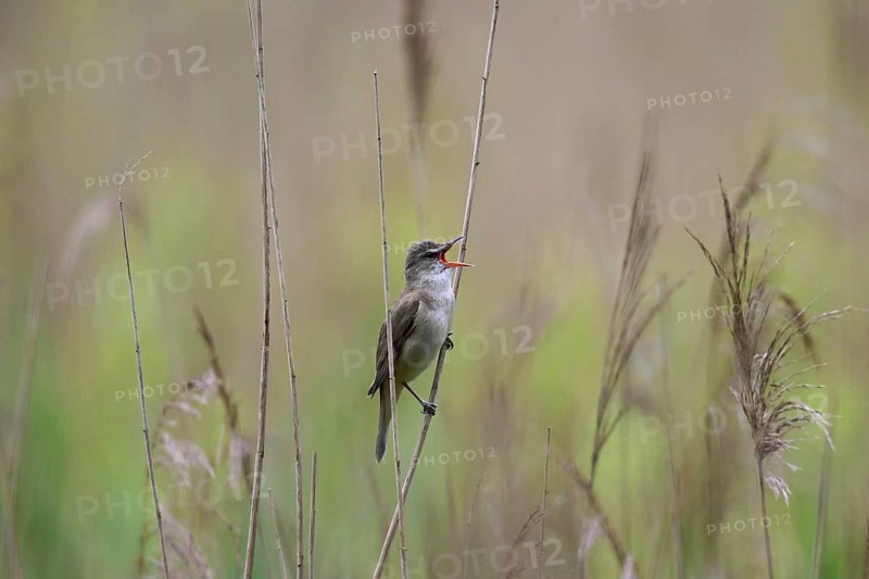 Great reed warbler (Acrocephalus arundinaceus) male singing from reed stem in reedbed in spring