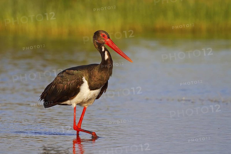 Black Stork (Ciconia nigra) foraging, Greece