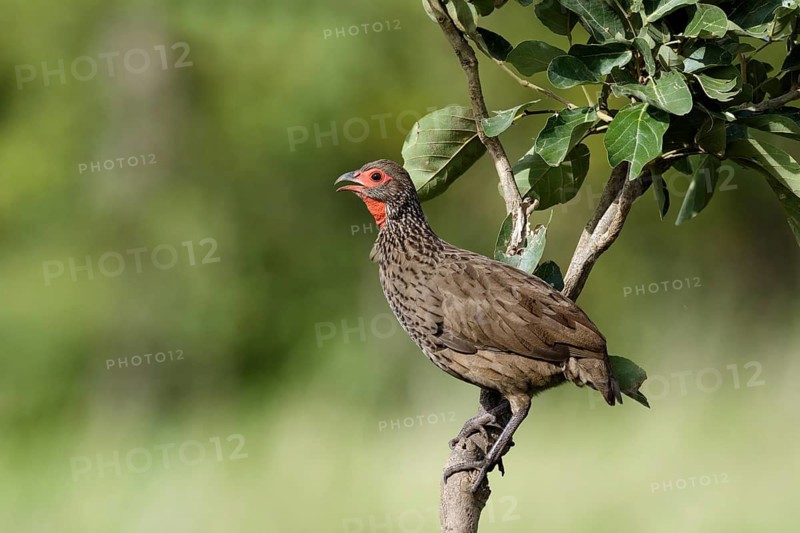 Swainsons Frankolijn, Swainson's Spurfowl, Pternistis swainsonii