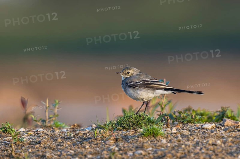 White Wagtail (Motacilla alba), North Rhine-Westphalia, Germany