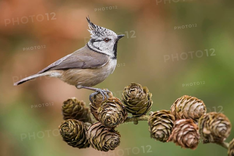 European Crested Tit (Lophophanes cristatus) perched on a lark's branch, Poland