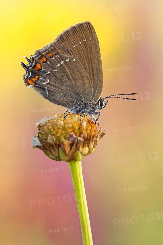 Der Brauner Eichenzipfelfalter (Satyrium ilicis)