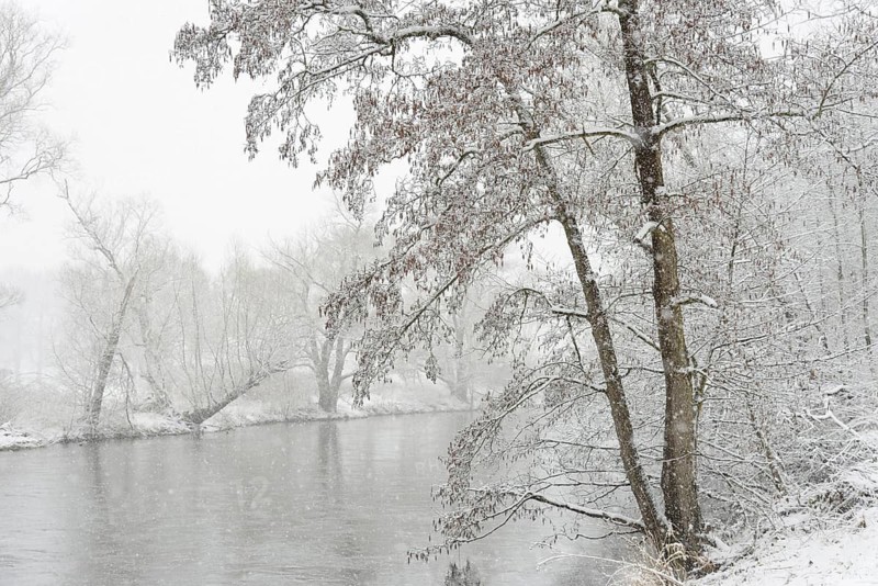 Winter landscape by a river, alders (Alnus) and willows (Salix) on the bank in dense snowfall, North Rhine-Westphalia, Germany