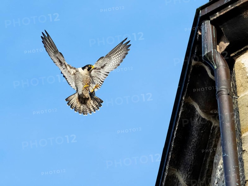 Peregrine Falcon (Falco peregrinus), adult male bird or tiercel in landing flight, approaching its nest in a church tower, Hesse, Germany