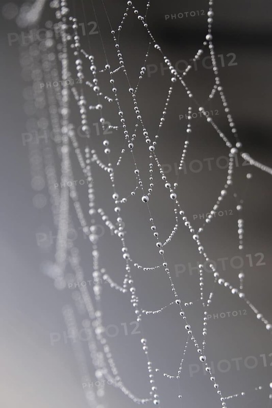 Cobweb web with dewdrops, macro photography, Germany