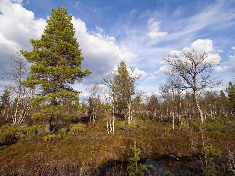 Heath and mixed Hairy Birch (Betula pubescens) and Pine trees (Pinus sylvestris), Pokka, May, Finnish Lapland