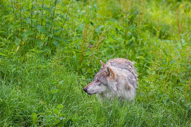 An adult male gray wolf (Canis lupus lupus) runs across a green meadow in hilly terrain