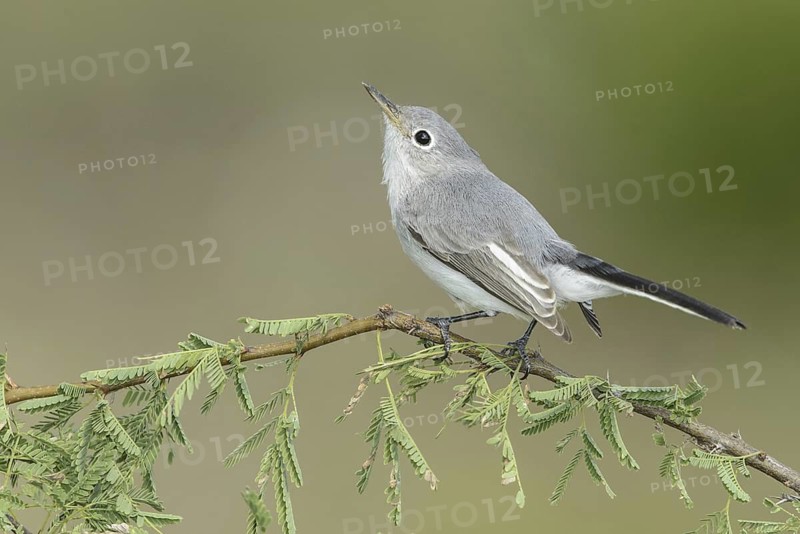 Blue-grey Gnatcatcher (Polioptila caerulea), Texas, USA