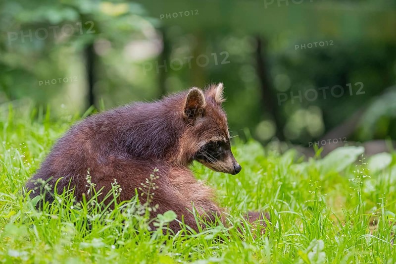 One adult Raccoon, Procyon lotor, walking out of a bush onto a green meadow