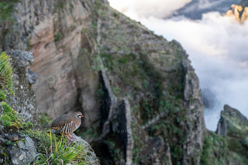 Red-legged partridge (Alectoris rufa), Madeira, Portugal
