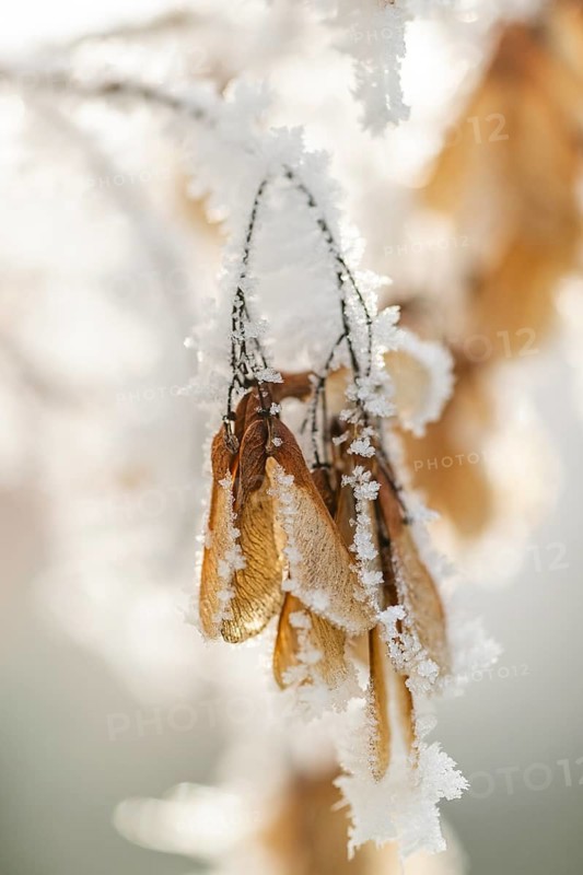 Ice crystals from roarfrost on Amur maple (Acer tataricum subsp. ginnala) seeds at sunshine in winter, Bavaria, Germany