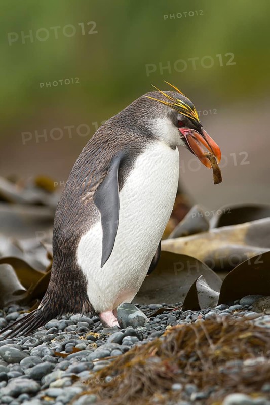 Royal Penguin (Eudyptes schlegeli), Macquarie Island, Australia