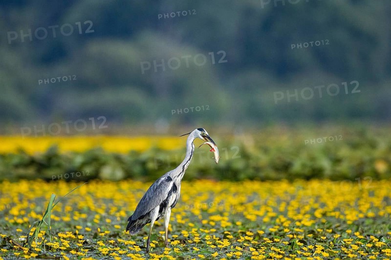 Grey heron (Ardea cinerea) amidst flowering sea pots (Nymphoides peltata) Hungary
