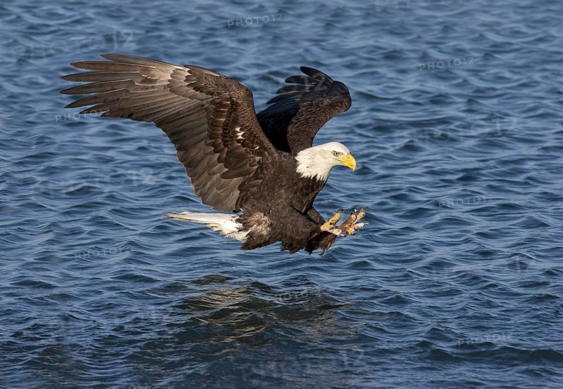 Bald Eagle Haliaeetus leucocephalus Homer, Alaska, United States February Adult about to catch a fish. Accipitridae