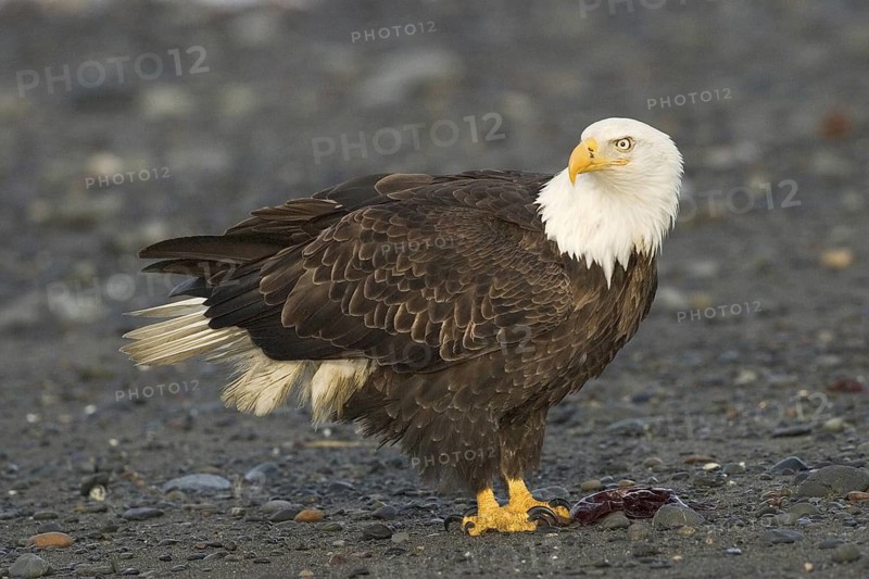 Bald Eagle (Haliaeetus leucocephalus), Alaska, USA