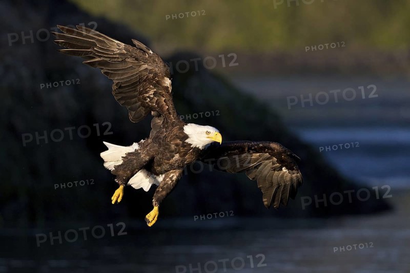 Bald Eagle (Haliaeetus leucocephalus) flying, British Columbia, Canada
