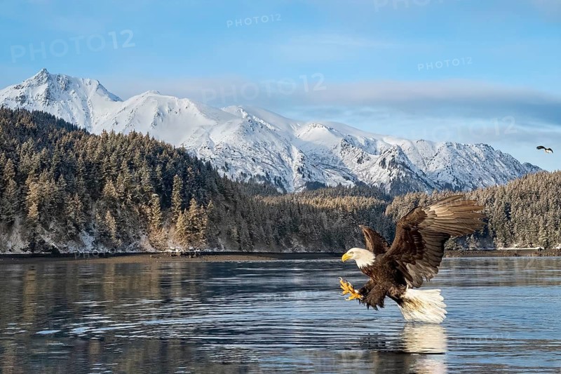 Bald Eagle (Haliaeetus leucocephalus) hunting, Alaska, USA