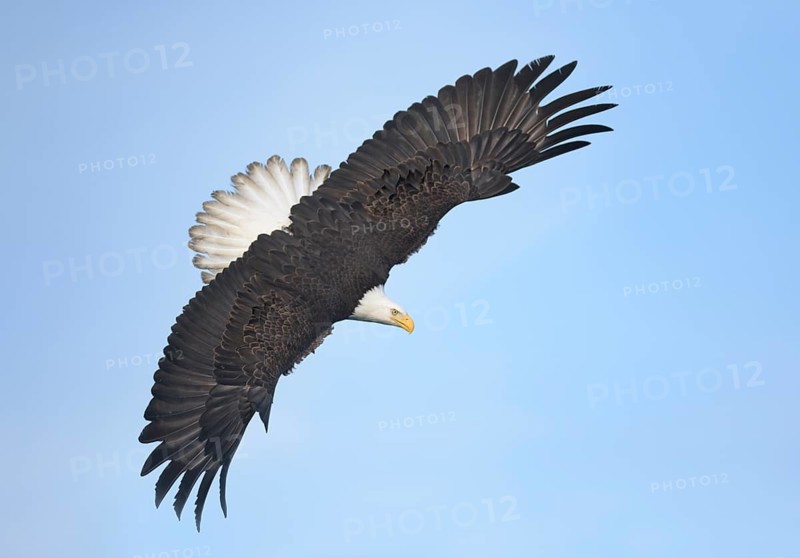 Bald Eagle (Haliaeetus leucocephalus) hunting, Alaska, USA
